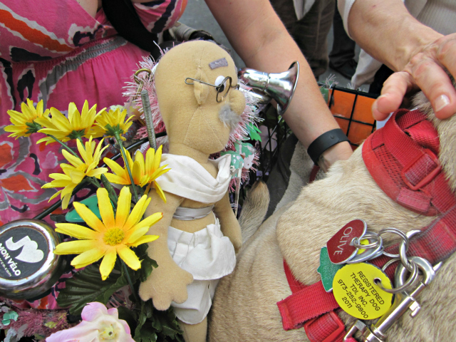 Olive the peace pug was keeping company with a stuffed animal of Gandhi in the basket of Nadette Stasa's bicycle. 