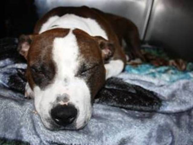 The dog that was shot on August 13, 2012, recovers quietly in an Animal Care and Control facility August 24, 2012.