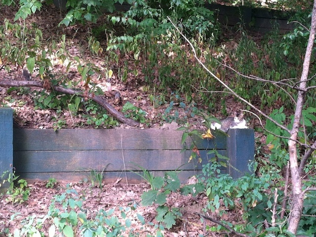 An abandoned mother cat with her kittens dumped in the tree-lined area near Inwood Hill Park's dog run. 