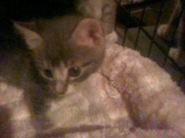 The rescued kittens are being treated and observed before Scroggins will find them a new home. 