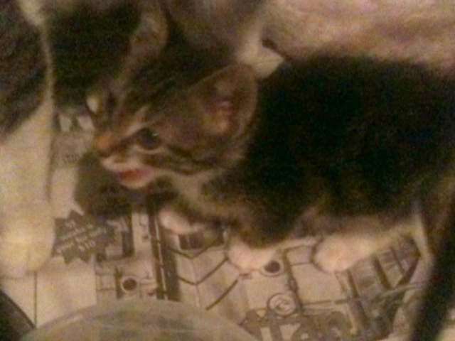 A mother cat and her five kittens were rescued by locals after being dumped in Inwood Hill Park.