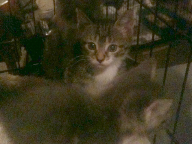 The nursing mother cat and her five kittens were first spotted Monday morning near the run by an eagle-eyed Inwood animal lover.