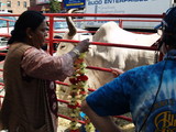Film Shoot With 2 Live Bulls Stops Jackson Heights Traffic
