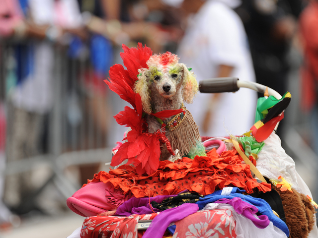A closer shot of the cute dog on Eastern Parkway on Monday Sept. 3, 2012.