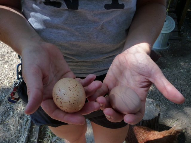 Eggs like those from the Brook Park chickens tend to be lower in cholesterol than many store brands, because of the chickens' diet, according to Kesselman. 