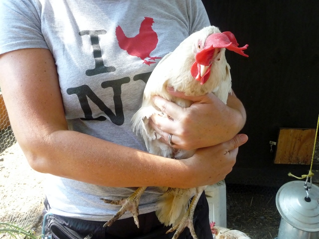 Kesselman created a blog and a Twitter account for the birds as a way to connect with other chicken farmers in the city, and to better publicize the health benefits that come with urban farming.