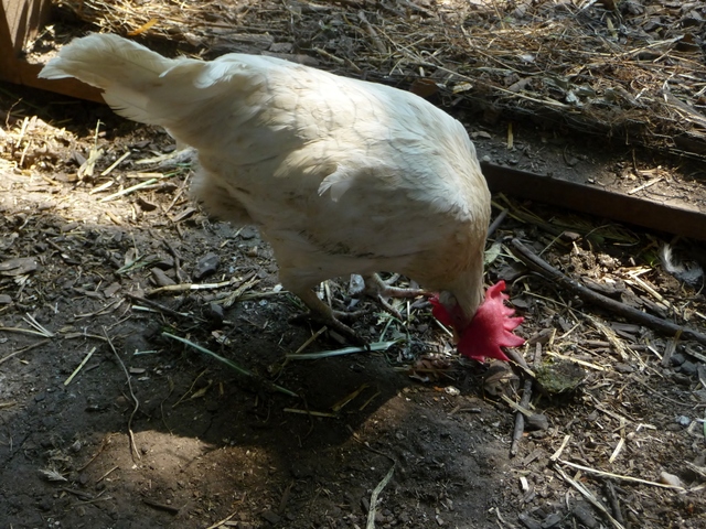 The chickens are often visited by local school children on field trips looking to learn about urban agriculture.