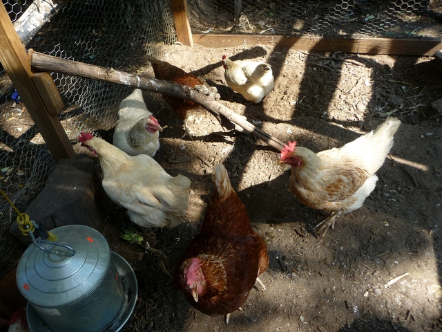 Kesselman says the birds help children see the connection between they food they eat and where it comes from.