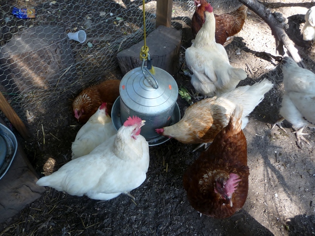 The 15 hens all have different names--like Mia Rosie, Lafayette and Leonarda--which were chosen by Brook Park donors as part of a fundraising campaign.