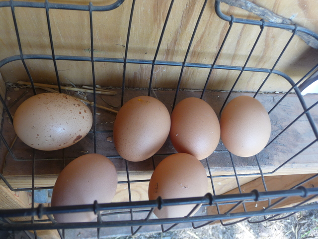 Each chicken lays about one egg each day, which the volunteers who care for them share. 
