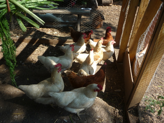 The hens came to the Bronx as part of a program run by the nonprofit Just Food, which helps school and community gardens across the city set up their own coops. 