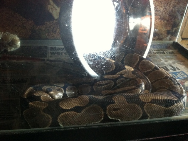 One of five pythons that was seized by Animal Care & Control from a Crown Heights building on September 7, 2012.