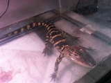 Alligators, Bearded Dragons Among Wild Animals Seized in Brooklyn Raid