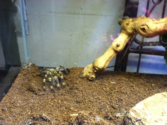 A tarantula that was seized by Animal Care & Control from a Crown Heights building on September 7, 2012.