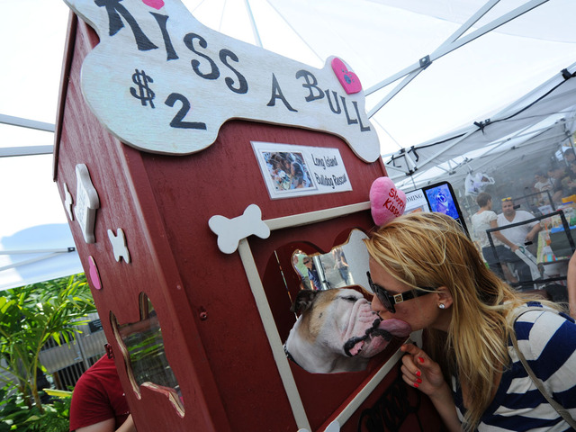 Jessica Harris gets her money's worth while getting a kiss from bulldog Baby Howard at the Long Island Bulldog Rescue Booth on September 9, 2012.