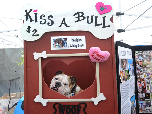 Bulldog Baby Howard waits for a customer at the Long Island Bulldog Rescue Booth on September 9, 2012.