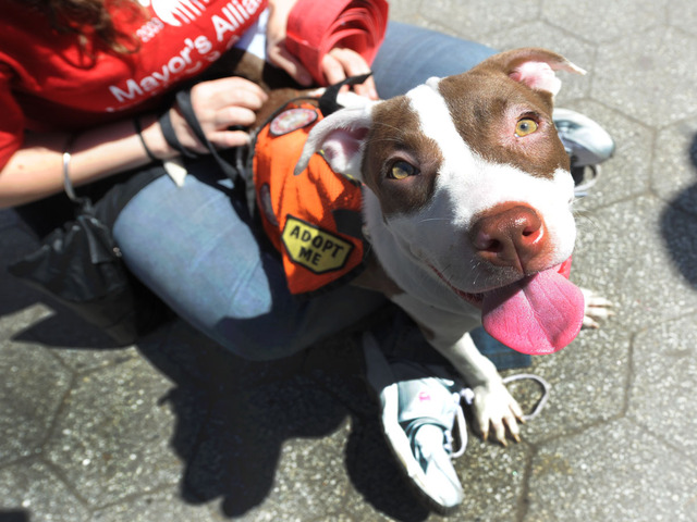 Parcheesi, a mixed breed, waits for his new owner to find him on September 9, 2012. 