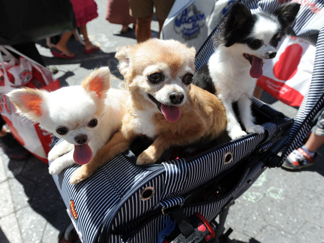 Three long-haired chihuahuas join their owner in checking out adoptable dogs at the Adoptapalooza on September 9, 2012.