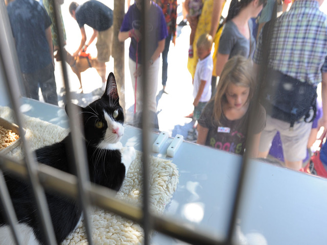 A kitten waits to find a new home at Adoptapalooza on September 9, 2012.