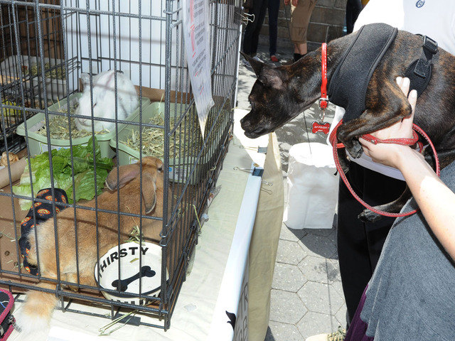 Waffles the dog, (r) is eager to meet new bunny friends that were available for adoption on September 9, 2012.