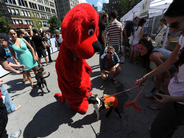 Clifford meets new buddies at the Adoptapalooza for homeless pets in Union Square, September 9, 2012.