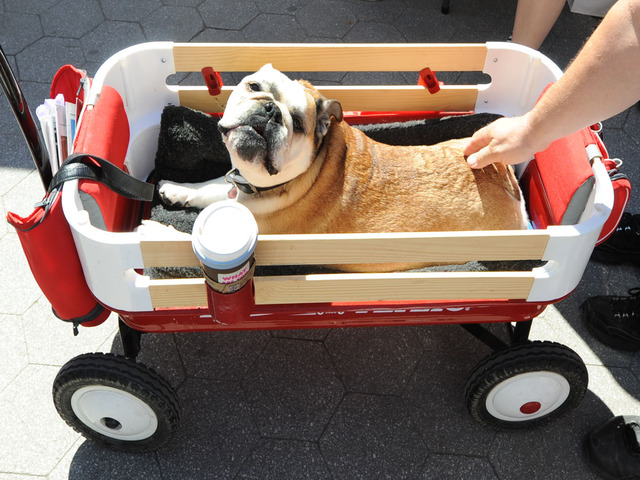Beulla, a bulldog, needs a wagon, as she visits Adoptapalooza in Union Square on September 9, 2012.