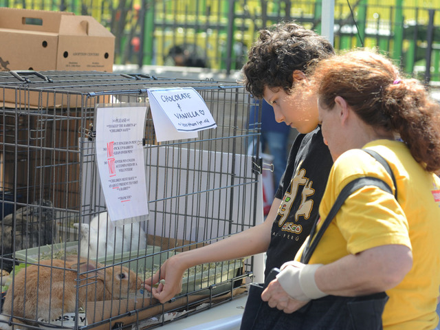 Visitors to Adoptapalooza on September 9, 2012, visit with Chocolate, a fawn-colored bunny.