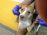 Police Arrest Bronx Man Seen Kicking Dog in Video