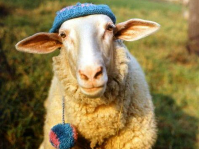 About 30 sheep will graze in Bryant Park on Sept. 27 as part of the Wool Uncovered event. 