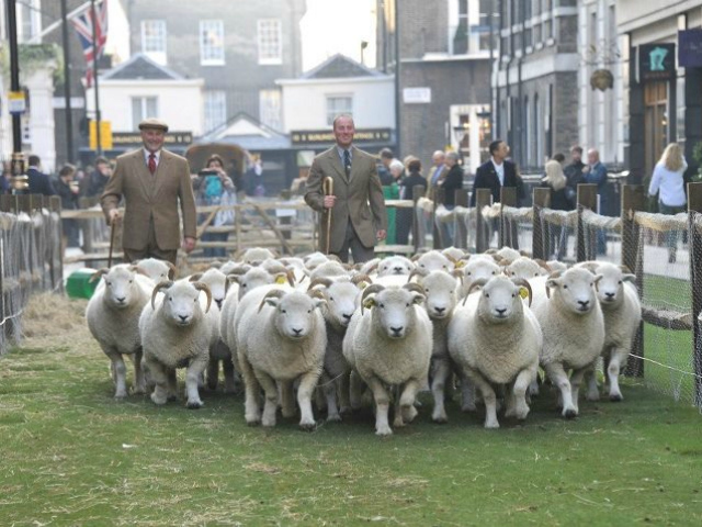 As part of the first Campaign for Wool event, organizers closed down Saville Row in London, laid down sod and invited sheep to the famed fashion street. 
