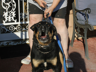 Maxwell in his backyard in Marine Park. His owner, Joseph Butrico, was fined by the city for excessive barking.