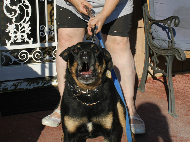 Buddy, a 5-year-old Beauceron, outside his Marine Park home. Buddy's owner, Ann Winters, was fined by the city for his excessive barking after neighbors complained.