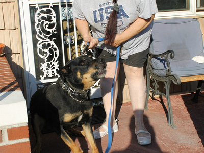 Buddy, a 5-year-old Beauceron, outside his Marine Park home. Buddy's owner, Ann Winters, was fined by the city for his excessive barking after neighbors complained.