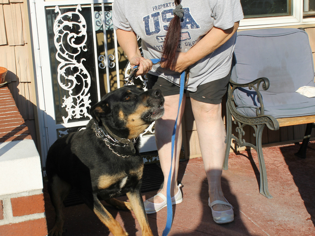 Buddy, a 5-year-old Beauceron, outside his Marine Park home. Buddy's owner, Ann Winters, was fined by the city for his excessive barking after neighbors complained.