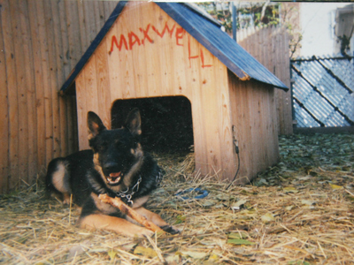 Maxwell outside his house in his owner's backyard.