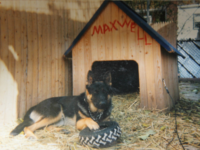 Maxwell as a puppy outside his doggy house in his owner's backyard.