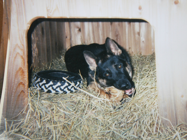 Maxwell as a puppy inside his doggy home in his owner's backyard.