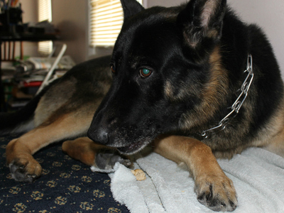 Maxwell, a 9-year-old German Shepherd, inside his Marine Park home. The city fined his owner, Joseph Butrico, in February over his excessive barking.