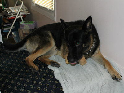 Maxwell, a 9-year-old German Shepherd, inside his Marine Park home. The city fined his owner, Joseph Butrico, in February over his excessive barking.