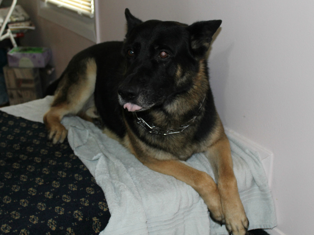 Maxwell, a 9-year-old German Shepherd, inside his Marine Park home. The city fined his owner, Joseph Butrico, in February over his excessive barking.