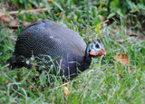 Guinea Hen on the Loose in Inwood Park