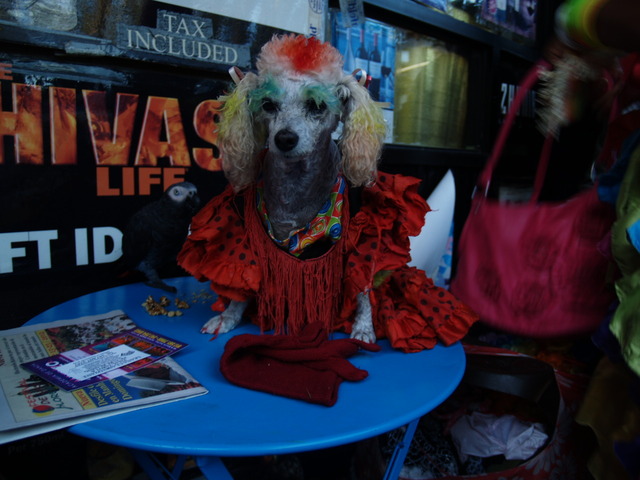 Even the pets got in on the fun at the Viva La Comida! festival.