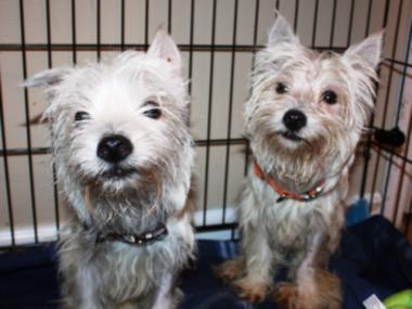 A Bronx resident spotted the pair of West Highland terrier mixes in a pile of trash in Clason Point.