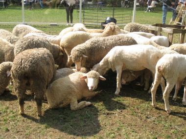 The event was part of the British-born Campaign for Wool, which seeks to promote the wool industry.