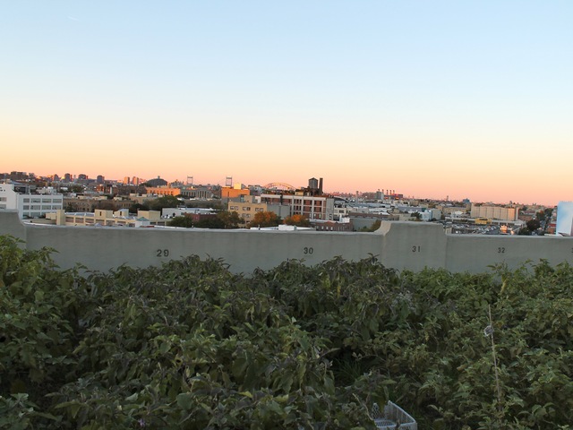 <p>Brooklyn Grange</p>
