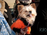 'Howl-i-day' Party, Costume Contest Organized for Local Pooches