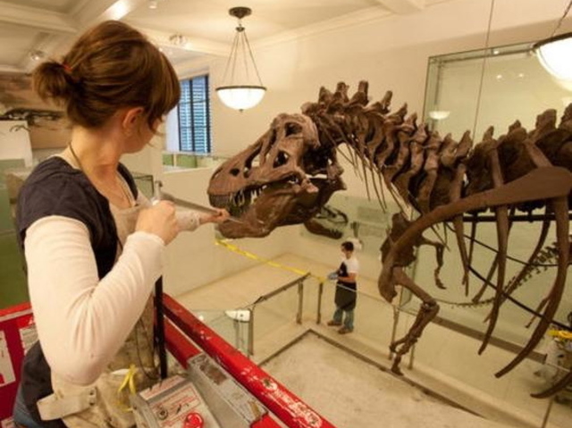 <p>Exhibits at the Museum of Natural History often blend the ideal mix of science and art, Susan Anderson said, who is spearheading efforts to create a North Brooklyn museum.</p>

