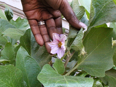 <p>School principal Darlene Despeignes, is working on developing a student-run garden at the S.T.A.R Academy on East Fourth Street.</p>
