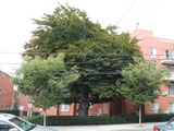 Tree That May Date to Revolution Deserves Landmark Status, Advocates Say