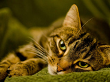 Pet Cat Goes Missing at JFK Airport 